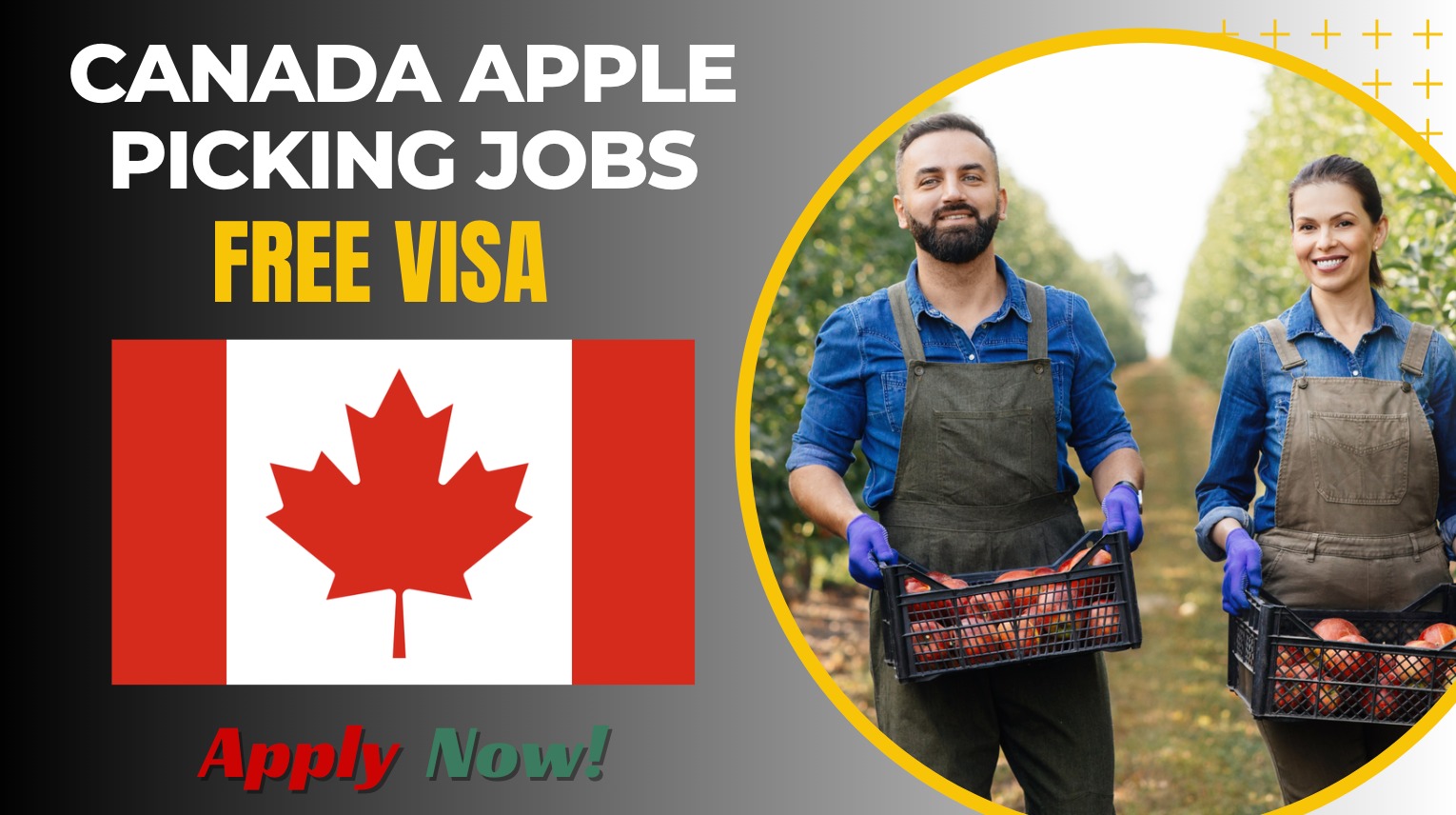 Canada Apple Picking Jobs with Seasonal Work Visa Canada Apple Picking Jobs with Seasonal Work Visa