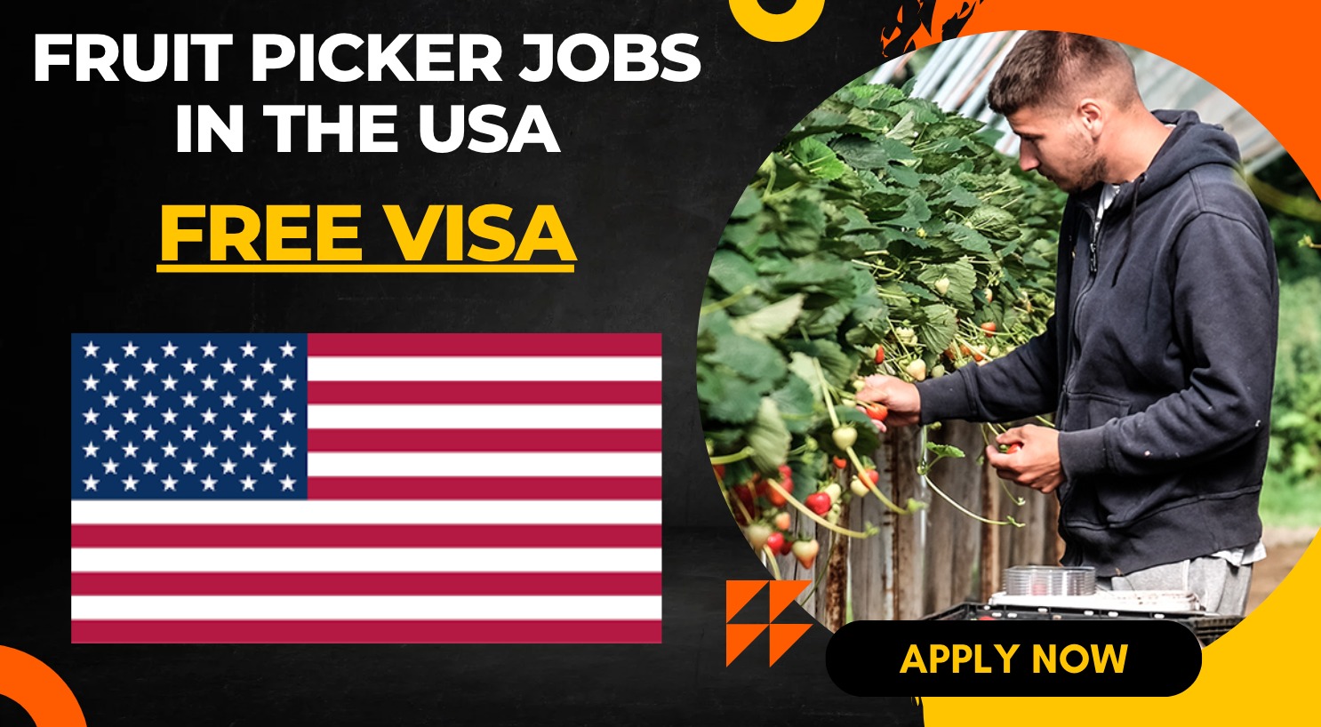 Fruit Picker Jobs in the USA for Foreign Workers Fruit Picker Jobs in the USA for Foreign Workers